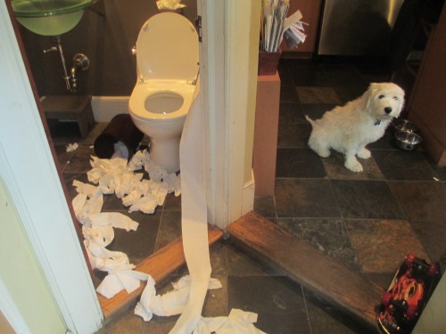 Puppy plays with toilet paper on carpoolcandy.com